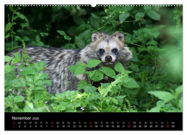 Produktbild: Marderhunde (hochwertiger Premium Wandkalender 2026 DIN A2 quer), Kunstdruck in Hochglanz