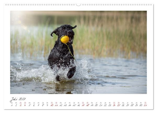 Produktbild: Riesenschnauzer - Treue Partner (Wandkalender 2027 DIN A2 quer), CALVENDO Monatskalender