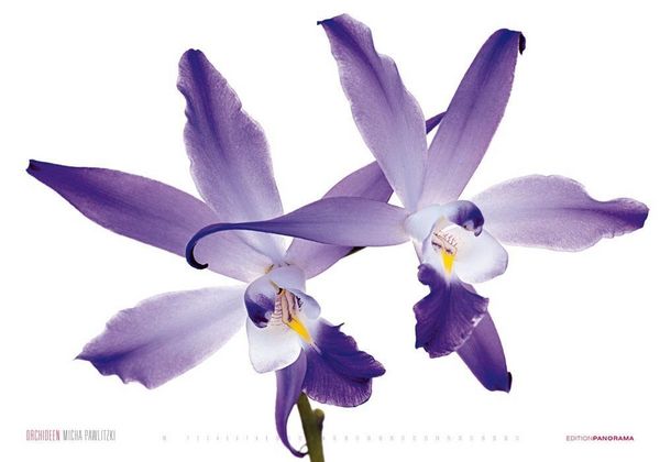 Produktbild: Pawlitzki, M: Orchideen/immerw&auml;hrend