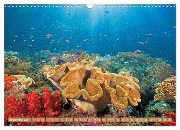 Produktbild: Fischparadies Riff (Wandkalender 2026 DIN A3 quer), CALVENDO Monatskalender