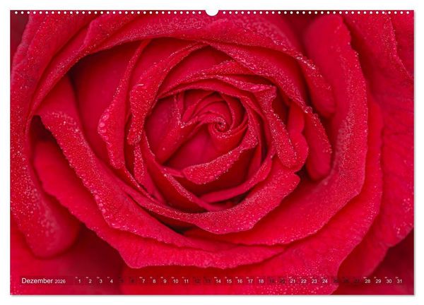 Produktbild: Rosen im Morgentau (hochwertiger Premium Wandkalender 2026 DIN A2 quer), Kunstdruck in Hochglanz