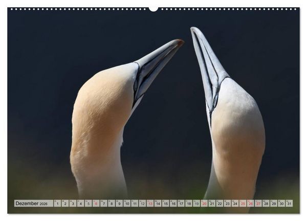 Produktbild: Sch&ouml;ne Basst&ouml;lpel (Wandkalender 2026 DIN A2 quer), CALVENDO Monatskalender