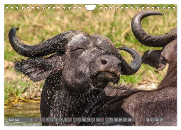 Produktbild: Uganda - im Herzen von Afrika (Wandkalender 2026 DIN A4 quer), CALVENDO Monatskalender
