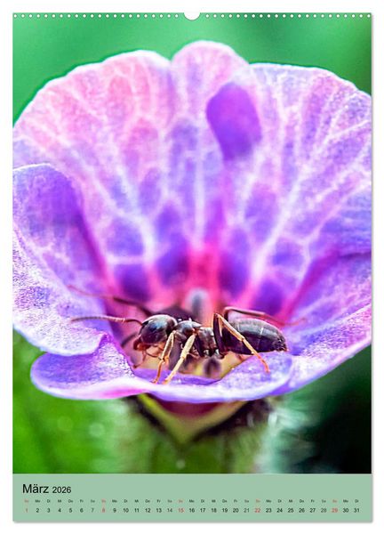 Produktbild: INSEKTENWELT - Heimische N&uuml;tzlinge ganz nah (hochwertiger Premium Wandkalender 2026 DIN A2 hoch), Kunstdruck in Hochglanz