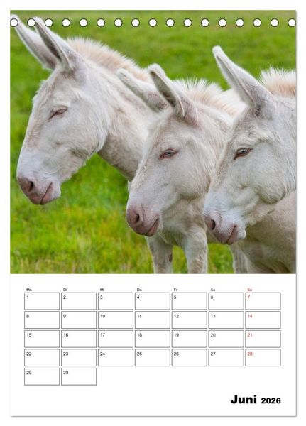 Produktbild: S&uuml;&szlig;e Esel. Langohren zum Verlieben (Tischkalender 2026 DIN A5 hoch), CALVENDO Monatskalender