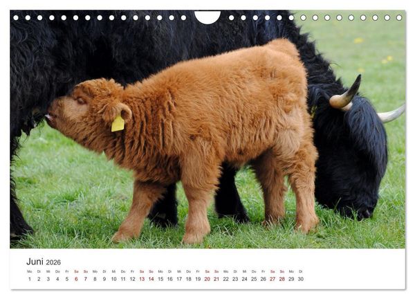 Produktbild: K&auml;lber - Kleine Herzensbrecher auf den Wiesen (Wandkalender 2026 DIN A4 quer), CALVENDO Monatskalender