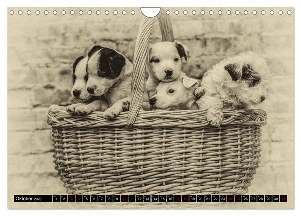 Produktbild: Parson Jack Russel Welpen (Wandkalender 2026 DIN A4 quer), CALVENDO Monatskalender