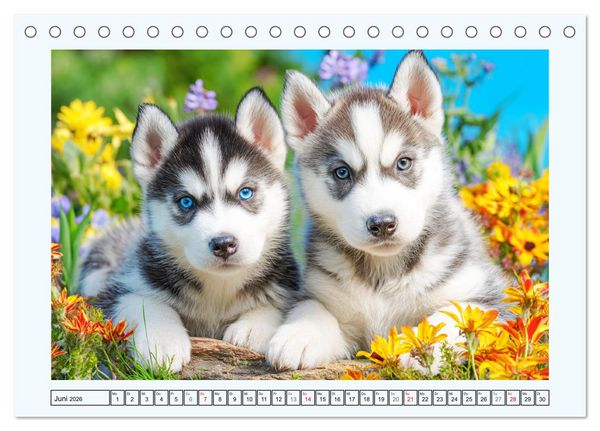 Produktbild: Siberian Husky. Kraftvolle Hunde voller Lebenslust und Energie (Tischkalender 2026 DIN A5 quer), CALVENDO Monatskalender