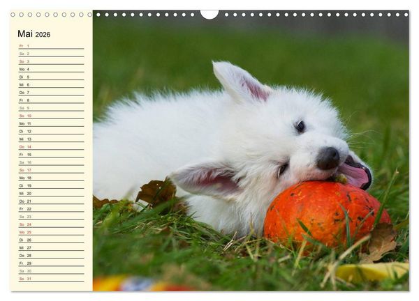 Produktbild: Wei&szlig;er Schweizer Sch&auml;ferhund - Ein Tag im Leben einer Hundefamilie (Wandkalender 2026 DIN A3 quer), CALVENDO Monatskalender