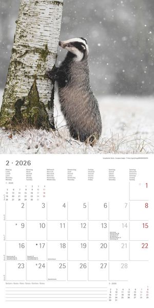 Geheimnisvolles Waldleben 2026 - Broschürenkalender 30x30 cm (30x60 geöffnet) - Kalender mit Platz für Notizen - Forest Animals - Bildkalender - Wandk