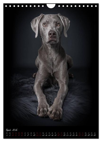 Produktbild: Hunde-Augen-Blicke (Wandkalender 2026 DIN A4 hoch), CALVENDO Monatskalender