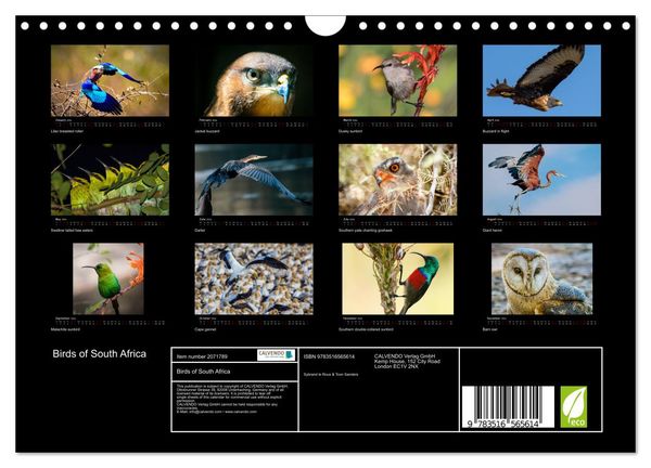 Produktbild: Birds of South Africa (Wall Calendar 2026 DIN A4 landscape), CALVENDO 12 Month Wall Calendar