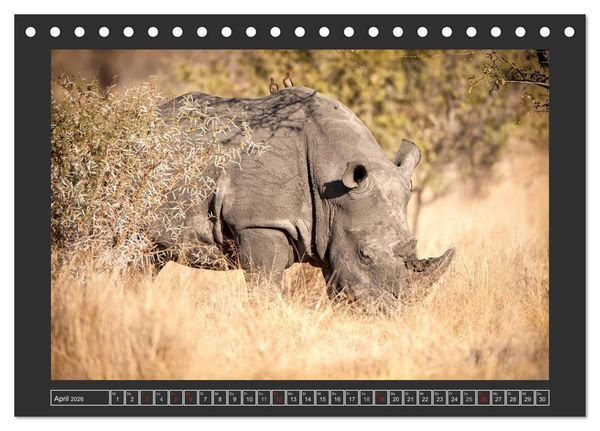 Produktbild: Das Wei&szlig;e Nashorn (Tischkalender 2026 DIN A5 quer), CALVENDO Monatskalender