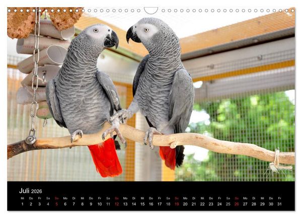 Produktbild: Graupapageien zum Verlieben (Wandkalender 2026 DIN A3 quer), CALVENDO Monatskalender