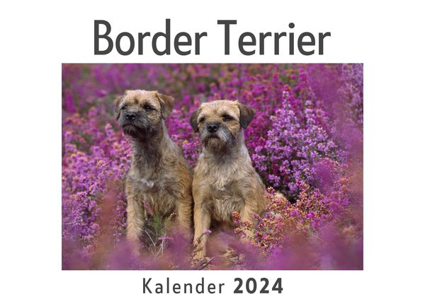 Produktbild: Border Terrier (Wandkalender 2024, Kalender DIN A4 quer, Monatskalender im Querformat mit Kalendarium, Das perfekte Geschenk)