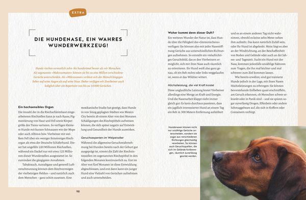 Nie mehr Stress mit meinem jagenden Hund
