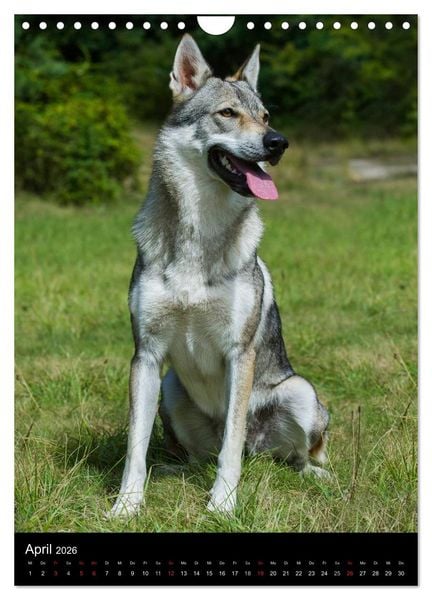 Produktbild: Faszination Wolfhund (Wandkalender 2026 DIN A4 hoch), CALVENDO Monatskalender