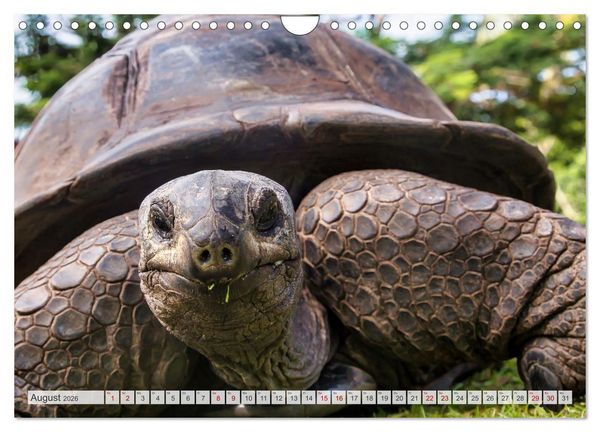 Produktbild: Inseln, Licht und Meer - die Seychellen (Wandkalender 2026 DIN A4 quer), CALVENDO Monatskalender