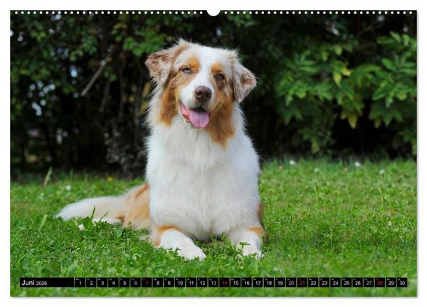 Produktbild: Bekannt wie ein bunter Hund. Australian Shepherd (Wandkalender 2026 DIN A2 quer), CALVENDO Monatskalender