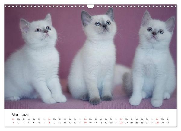 Produktbild: Briten B&auml;rchen &ndash; Britsch Kurzhaar 2026 (Wandkalender 2026 DIN A3 quer), CALVENDO Monatskalender