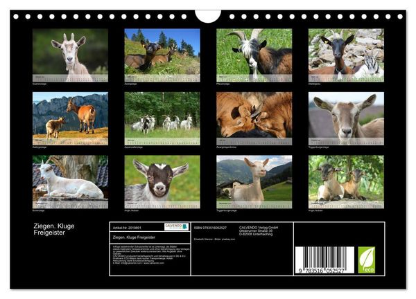 Produktbild: Ziegen. Kluge Freigeister (Wandkalender 2026 DIN A4 quer), CALVENDO Monatskalender