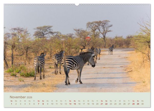 Produktbild: Zebras in Afrika (hochwertiger Premium Wandkalender 2026 DIN A2 quer), Kunstdruck in Hochglanz