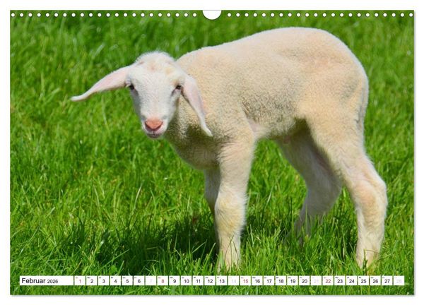 Produktbild: Nachwuchs in der Tierwelt (Wandkalender 2026 DIN A3 quer), CALVENDO Monatskalender