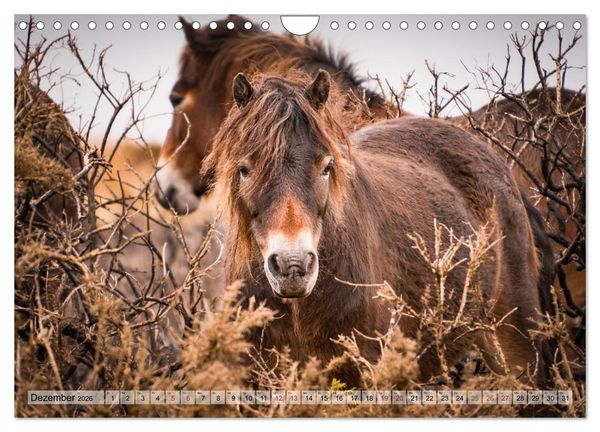Produktbild: Wildperde - die Magie der Natur (Wandkalender 2026 DIN A4 quer), CALVENDO Monatskalender