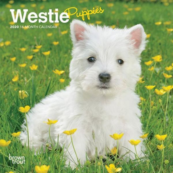 Produktbild: Cal-West Highland White Terrie