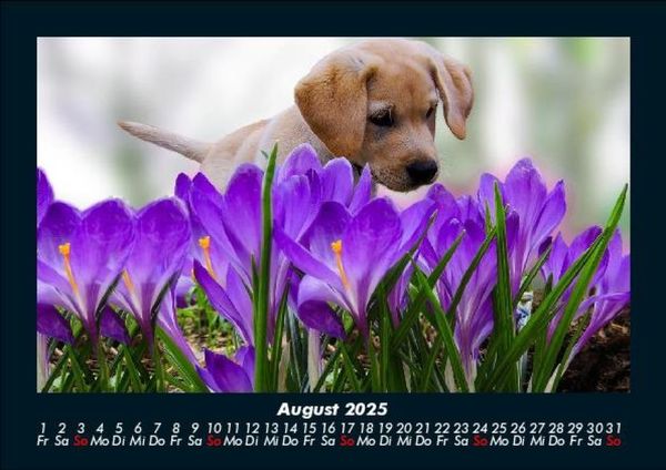 Produktbild: Welpen 2025 Fotokalender DIN A5
