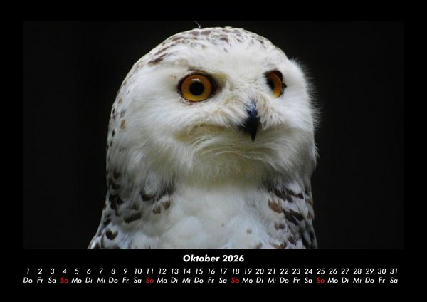 Produktbild: Welt der V&ouml;gel 2026 Fotokalender DIN A3