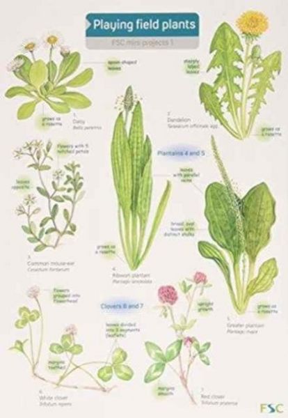 Produktbild: Playing Field Plants