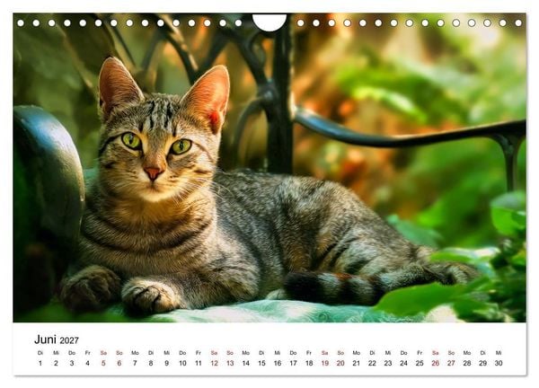 Produktbild: Schnurren & Streifen - Zw&ouml;lf Monate mit Tigerkatzen (Wandkalender 2027 DIN A4 quer), CALVENDO Monatskalender