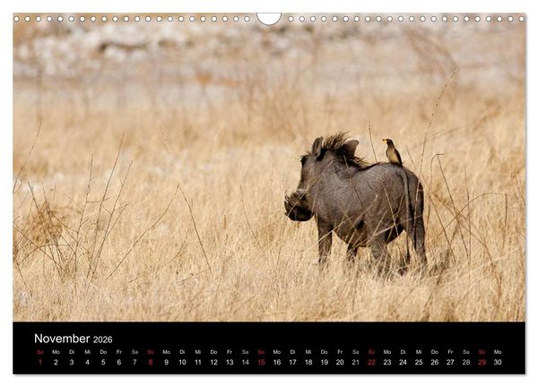 Produktbild: Wildlife Namibia (Wandkalender 2026 DIN A3 quer), CALVENDO Monatskalender