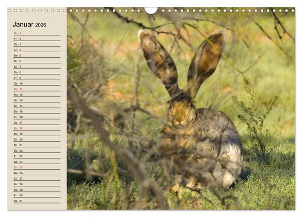 Produktbild: Kaninchen und Hasen (Wandkalender 2026 DIN A3 quer), CALVENDO Monatskalender