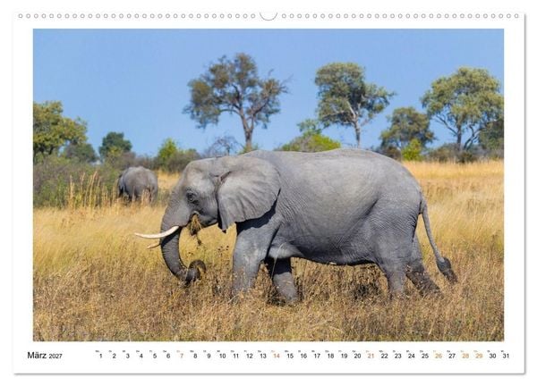 Produktbild: Afrika Wildlife-Fotografien (Wandkalender 2027 DIN A2 quer), CALVENDO Monatskalender
