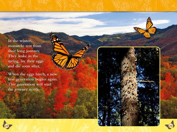 Produktbild: Nat Geo Reader - Butterflies