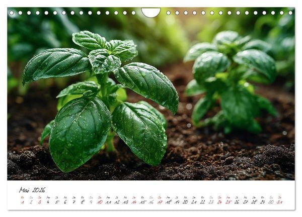 Produktbild: Gem&uuml;segarten - Gem&uuml;se aus dem eigenen Garten (Wandkalender 2026 DIN A4 quer), CALVENDO Monatskalender