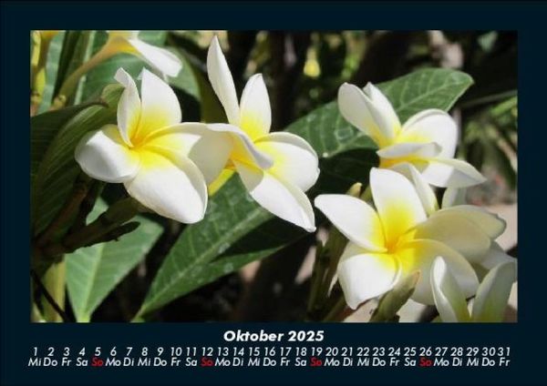 Produktbild: Blumentr&auml;ume 2025 Fotokalender DIN A5