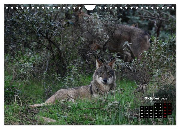 Produktbild: Willkommen Wolf (Wandkalender 2026 DIN A4 quer), CALVENDO Monatskalender