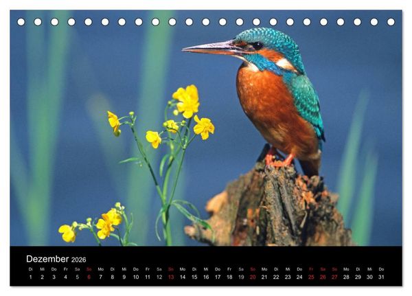 Produktbild: V&ouml;gel (Tischkalender 2026 DIN A5 quer), CALVENDO Monatskalender