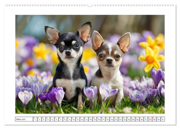 Produktbild: Chihuahua Gl&uuml;cksmomente (Wandkalender 2027 DIN A2 quer), CALVENDO Monatskalender
