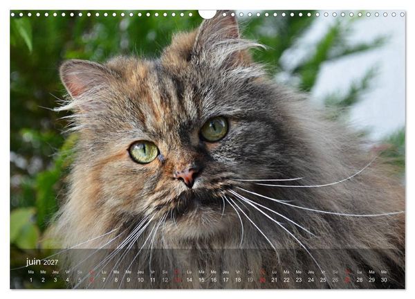 Produktbild: Mine de chat (Calendrier mural 2027 DIN A3 vertical), CALVENDO calendrier mensuel