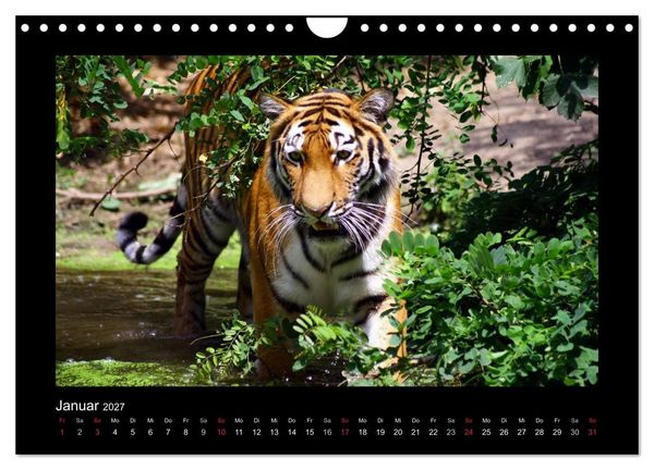 Produktbild: Welt der Katzen - Tiger (Wandkalender 2027 DIN A4 quer), CALVENDO Monatskalender