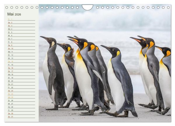Produktbild: Unter Pinguinen (Wandkalender 2026 DIN A4 quer), CALVENDO Monatskalender