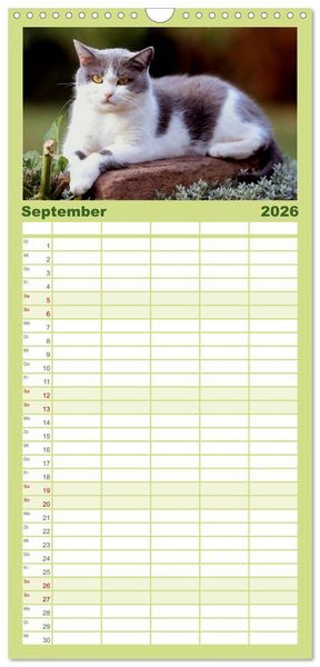 Produktbild: Familienplaner 2026 - Katzen mit 5 Spalten (Wandkalender, 21 x 45 cm) CALVENDO