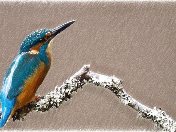 Produktbild: CALVENDO Puzzle Eisvogel | 1000 Teile Lege-Gr&ouml;&szlig;e 64x48cm Foto-Puzzle f&uuml;r gl&uuml;ckliche Stunden