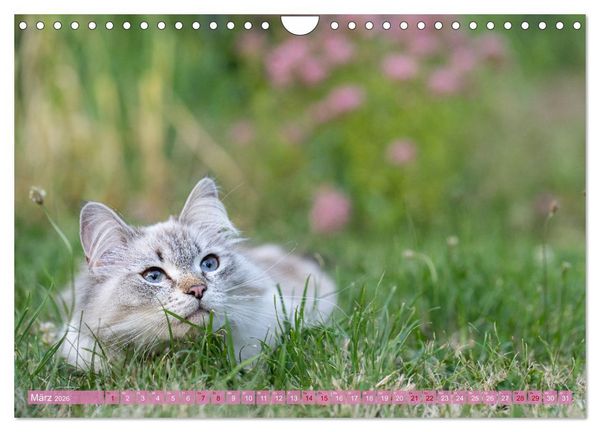 Produktbild: Maui und Molokai - Sibirische Katzenschwestern (Wandkalender 2026 DIN A4 quer), CALVENDO Monatskalender