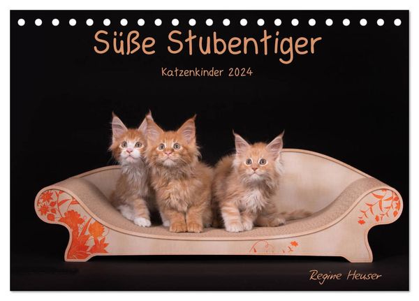 Süße Stubentiger - Katzenkinder (Tischkalender 2024 DIN A5 quer), CALVENDO Monatskalender