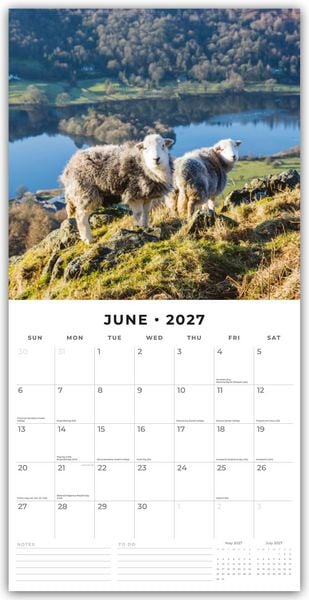 Produktbild: Sheep &ndash; Schafe 2027 &ndash; 16-Monatskalender